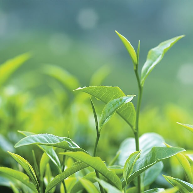 Tefen - Branding and digital marketing